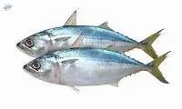 Indian Mackerel Fish (Rastrelliger kanagurta)