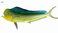 Mahi Mahi Fish (Coryphaena hippurus)