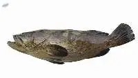 Grouper Fish (Epinephelinae)