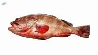 Reef Cod Fish (Epinephelus diacanthus)