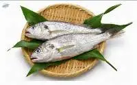 Silver Croaker Fish (Pennahia argentata)