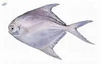 Silver Pomfret Fish (Pampus Argenteus)