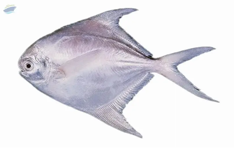 Silver Pomfret Fish (Pampus Argenteus)