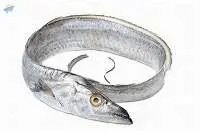 Ribbon Fish (Lepturacanthus savala)