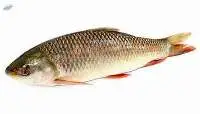 Catla Fresh Water Fish