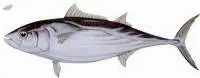 Skipjack Tuna Fish (Katsuwonus pelamis)