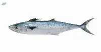 King Mackerel Fish (Scomberomorus Guttatus)
