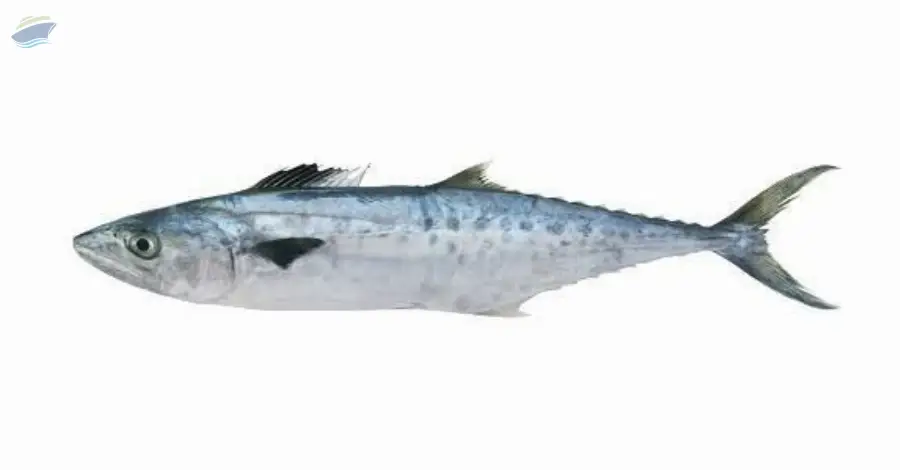 King Mackerel Fish (Scomberomorus Guttatus)