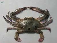 Three Spotted Crab (Portunus sanguinolentus)