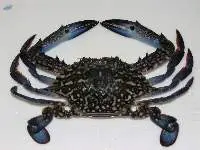 Blue Swimming Crab (Portunus pelagicus)