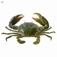Mud Crab (Scylla serrata)