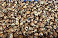 Baiga Sea Shells
