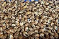 Baiga Sea Shells