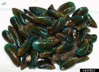 Green Mussle (Perna viridis)