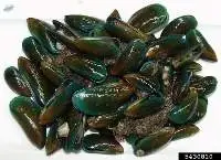 Green Mussle (Perna viridis)
