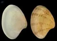 Yellow Clam (Paphia Malabaric)