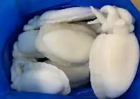 Whole Cleaned Cuttle Fish