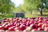 Apples