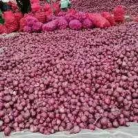 Fresh Red Onion