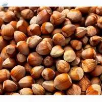 Good Quality Natural Blanched Raw Hazelnut