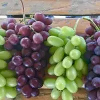 Fresh Grapes