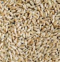 Durum Wheat