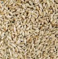 Durum Wheat