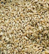 Wheat From Kazakhstan