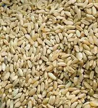 Wheat From Kazakhstan