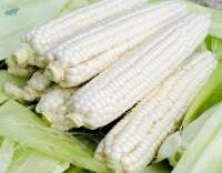 White Corn