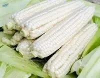 White Corn