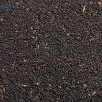 Rapeseed