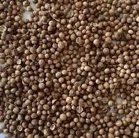 Coriander Bulgaria