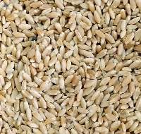 Durum wheat