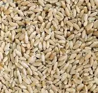 Durum wheat