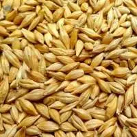Feed Barley