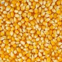 Feed Yellow Corn