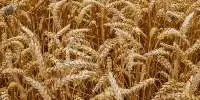 TOP-QUALITY MILLING WHEAT 12,5 % protein