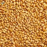 Milling Wheat 12,5 % Protein
