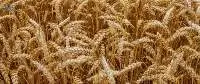 Top Milling Wheat From Russia