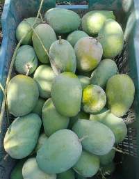 Kesar Mango