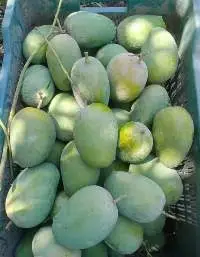 Kesar Mango