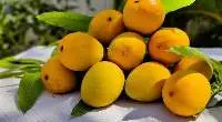 Alphonso Mango