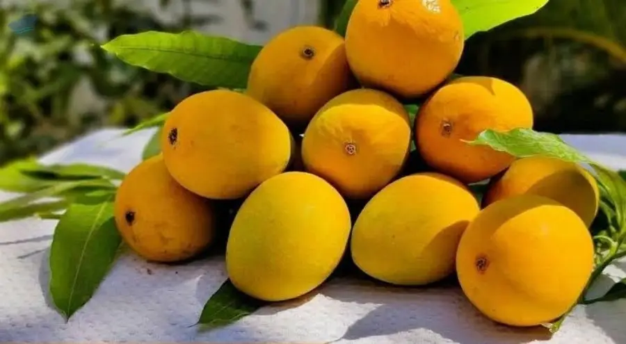 Alphonso Mango