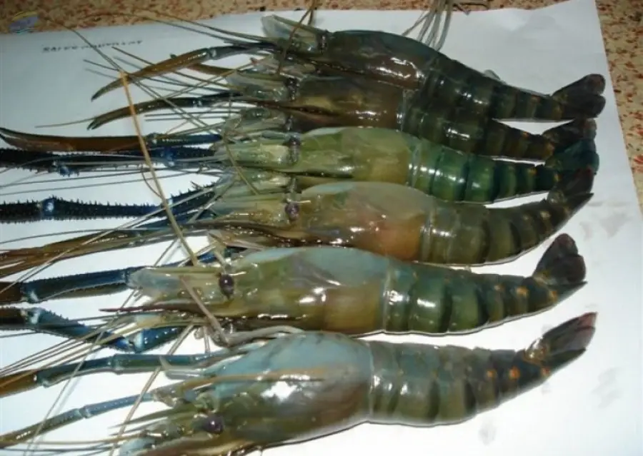 Freshwater Shrimp