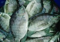Black Tilapia WR