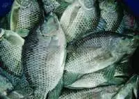 Black Tilapia WR
