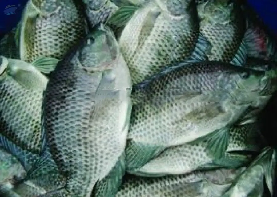 Black Tilapia WR
