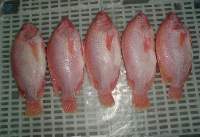 Red Tilapia GGS