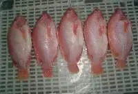 Red Tilapia GGS